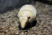 Weißborstengürteltier Oskar im Nachttierhaus des Berliner Zoos.