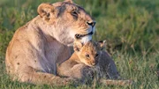 Marsh Pride Löwin und ihr Junges.