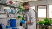 Im Gentechnik-Labor präpariert David das Blatt einer Sonnenblume, um daraus ein bestimmtes Gen zu extrahieren, das eine Pilzkrankheit abwehren kann.