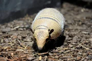 Weißborstengürteltier Oskar im Nachttierhaus des Berliner Zoos