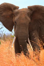 Ein Tusker in Afrika.