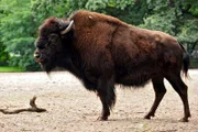 Waldbison auf dem Freigehege des Tierparks Berlin.