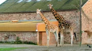 Giraffen