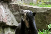 PANDA, GORILLA & CO., TEIL 245, "Geschichten aus dem Zoo Berlin und Tierpark Berlin". Im Tierpark Berlin hofft man bei den Brillenbären auf Nachwuchs.