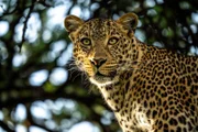 Leoparden sind scheue Einzelgänger – das Weibchen Mzuri (Suaheli für „Die Schöne“) setzt alles daran, ihre beiden Jungen in einer gefährlichen Umgebung durchzubringen.