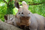 Für die Nachzucht der vom Aussterben bedrohten asiatischen Panzernashörner hat die Wilhelma schon mehrfach beitragen können. Das Zuchtpaar in Stuttgart ist sehr erfolgreich. Tierarzt Dr. Knauf-Witzens möchte sichergehen, dass Nashornkuh Sani wieder schwanger werden kann und keine Probleme im Geschlechtstrakt vorliegen. Dafür bekommt er Unterstützung von einer Spezialistin aus Hamburg. Beide wollen sich mit einer Ultraschalluntersuchung ein Bild von der Lage machen. Aus Sicherheitsgründen muss Sani dafür allerdings sediert werden.