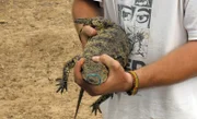 Volontär Amadeus soll heute eines der kleinen Krokodil einfangen.