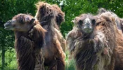 Trampeltiere im Jaderpark.
