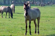 Ein fahles Grau ist die häufigste Fellzeichnung der Dülmener Wildpferde, in deren Adern sich Wildpferdblut mit dem verwilderter Hauspferde mischt. Manchmal sind jedoch auch Braune oder Falben in der Herde.