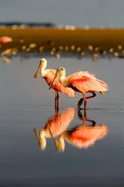 Der Rosalöffler ist ein typischer Feuchtgebiet-Bewohner, den man im Everglades Nationalpark finden kann.