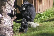 Siamangjunges im Jaderpark.