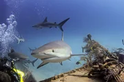 Auge in Auge mit einem Riffhai: Tauchgänge mit Stuart Cove, der schon für die „James Bond“-Filme mit Haien tauchte, sind ein Erlebnis.
