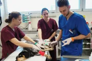 William arbeitet im Tierspital Bern. Hier landen die schwierigen Fälle. Der junge Tierarzt darf sich nicht aus der Ruhe bringen lassen.
