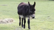 Löwenzähnchen - Eine Schnüffelnase auf Entdeckungstour - Keks und das große Futtern 1