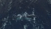 U-Boot taucht auf - Draufsicht.