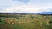 Große Giraffenherden ziehen durch das Schutzgebiet Soysambu im Herzen Kenias.