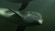 Delfin.