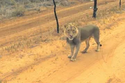 Ein Junglöwe hat sich aus seinem Gehege gebuddelt und streift durch die Auswilderungszone.