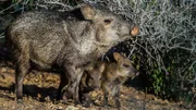 Nabelschweine - ‚Saguaro' Nationalpark.