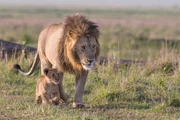 Askari the Lion walking with cub.