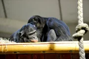 ARD/rbb PANDA, GORILLA & CO., TEIL 245, "Geschichten aus dem Zoo Berlin und Tierpark Berlin", am Freitag (02.08.13) um 16:10 Uhr im ERSTEN. Bonobos im Menschenaffenhaus des Tierparks Berlin
