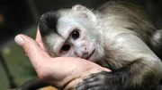 SENDER: ARD - SENDETITEL: Panda, Gorilla & Co. - UNTERTITEL:  Geschichten aus dem Zoo Berlin und Tierpark Berlin - CAPTION:  ARD/rbb PANDA, GORILLA & CO., "Geschichten aus dem Zoo Berlin und Tierpark Berlin", am Samstag um 09:55 Uhr im ERSTEN..Beim Kapuzineräffchen Sina ist der Abnabelungsprozess von den Tierpflegern noch immer in vollem Gange. Täglich wird mit dem fünf Monate alten Flaschenkind das Alleinsein trainiert.