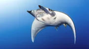 Teufelsrochen sind als reine Plankton-Fresser bekannt, Doch in der Serie 'Der Blaue Planet' wird zum ersten Mal gezeigt, dass sie auch Fische fressen.
