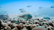 Männliche Buntbarsche stecken viel Energie in den Bau eines besonderes auffälligen Muschelhaufens. Auf diese Weise locken sie potenzielle Partnerinnen an.