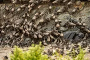 Auf dem Weg in die grüne Savanne der Masai Mara müssen die Gnu-Herden mehrere Flüsse durchqueren. In diesen lauern Krokodile – und schwimmende Antilopen sind eine leichte Beute. Nachdem die Gnus jedoch in unübersehbaren Massen unterwegs sind, fallen die Opfer nicht ins Gewicht.