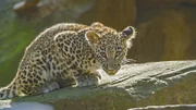 Wertvoller Nachwuchs im Kölner Zoo: Persischer Leopard