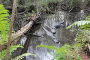 Der Alligator ist das Symbol der Everglades. Der Nationalpark wurde gegründet, um die stetig schwindenden Feuchtgebiete zwischen Lake Okeechobee, der Küste des Atlantiks und des Golfs von Mexiko zu schützen.