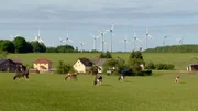 Seitdem der Mensch in der Eifel Regie führt, besetzen Kühe die tierische Hauptrolle.