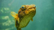 Zoo Bochum: der Igelfisch Torben schaut neugierig die Besucher an.