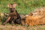 Hyänen haben im Allgemeinen keinen guten Ruf – vollkommen zu Unrecht. Es sind sehr soziale Tiere, die sich fürsorglich und aufopferungsvoll um ihre Jungen kümmern.