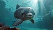 Große Tümmler gibt es im Westen nur im Zoo Duisburg zu sehen.
