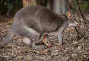 Neuguinea-Filander Känguru Styx mit Baby Joey.