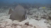A fish swims serenely in its natural environment.