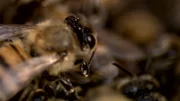 A swarm of attacking bees.
