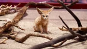 Ein Wüstenfuchs.
