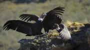Condor group on the ground