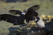Patagonien – Wunderwelt der Extreme Die Berge Vögel in der Natur Patagoniens  Copyright: SRF/Fremantle