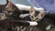 Manche Tiere brauchen besondere Zuwendung. Im Tierheim Koblenz versucht das Team, jedem Tier ein besseres Leben zu ermöglichen.