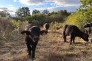 Wasserbüffelkälber auf einer naturnahen Auenfläche an der Vils, nachdem sie ihre Ohrmarken bekommen haben. Die beiden haben, wie die anderen zwei Kälber, die Aktion gut überstanden.