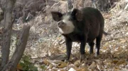 Die Korsischen Hausschweine leben halbwild in den Hochebenen der Insel.