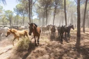 "Parque Nacional de Doñana“ ist eines der vielseitigsten Feuchtgebiete Europas. Unter den vielen Tieren, die das Schutzgebiet bevölkern, leben auch die Marismeño-Pferde.
