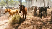Der Nationalpark "Coto de Doñana", ein UNESCO-Weltnaturerbe, liegt an der Costa de la Luz in Andalusien und ist eines der vielseitigsten Feuchtgebiete Europas.