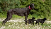 Eine Greyhoundhündin wird im Tierheim Koblenz abgegeben und bald darauf kommen Welpen zur Welt! Die kommenden Wochen werden für das Team ganz schön turbulent. Und natürlich muss für alle ein neues Zuhause gefunden werden.