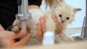 Rund-um-Service für Katzenbabys im Tierheim Koblenz. Wenn ein ganzes Kitten-Zimmer von Magenproblemen geplagt wird, hat das Team alle Hände voll zu tun.