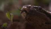 Die Anakonada ist für die Indianer des Amazonas die Göttin des Wassers.