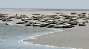 Seehunde auf einer Sandbank vor der Insel Pellworm. Das Wattenmeer ist eine faszinierende Landschaft aus Wasser und Sand. Für Fotografen bietet es zahlreiche faszinierende Motive. Hier können sie Seehunde in ihrer natürlichen Umgebung ablichten. Seehunde auf einer Sandbank vor der Insel Pellworm. Das Wattenmeer ist eine faszinierende Landschaft aus Wasser und Sand. Für Fotografen bietet es zahlreiche faszinierende Motive. Hier können sie Seehunde in ihrer natürlichen Umgebung ablichten.